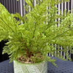 Vază verde cu Ferigă - Image 2