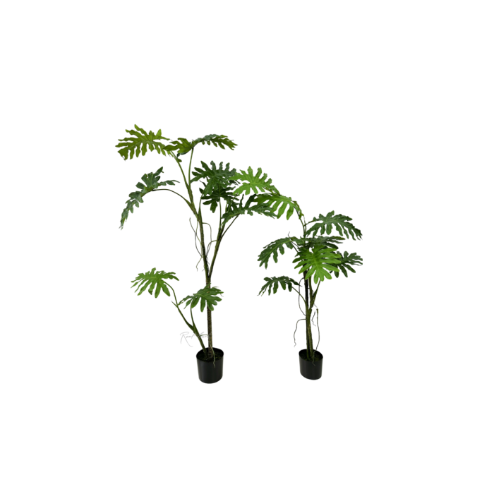 Philodendron bipinnatifid liană 168 cm în ghiveci – verde