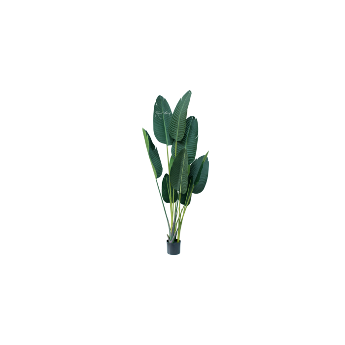 Strelitzia Nicolai 180 cm, model 1 – verde - imagine 1